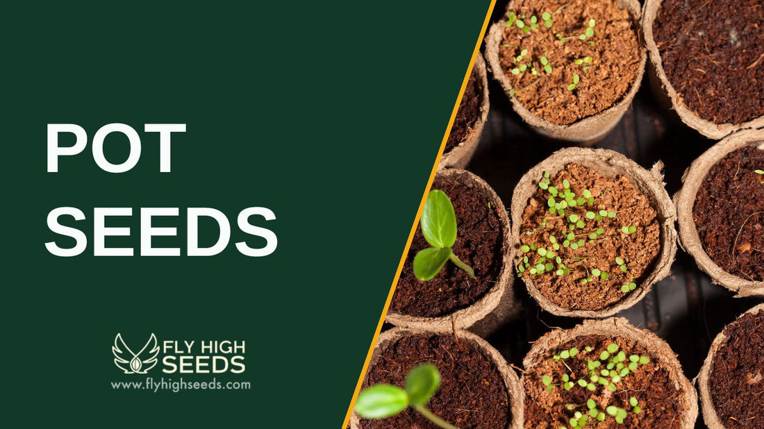 Featured image showing biodegradable pots with young seedlings and text “Pot Seeds,” symbolizing the start of cannabis cultivation from quality pot seeds.