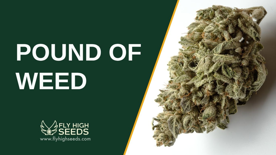 pound of weed featured image