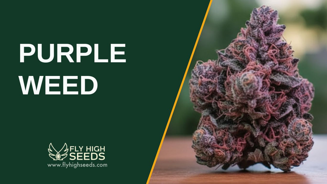 purple weed featured image