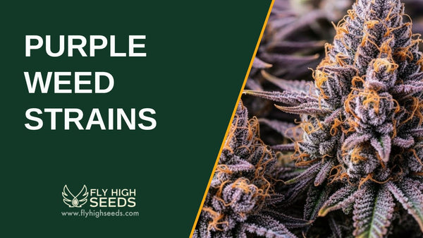 8 Best Purple Weed Strains This 2026