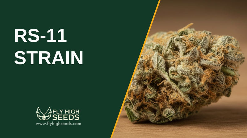 rs-11 strain featured image