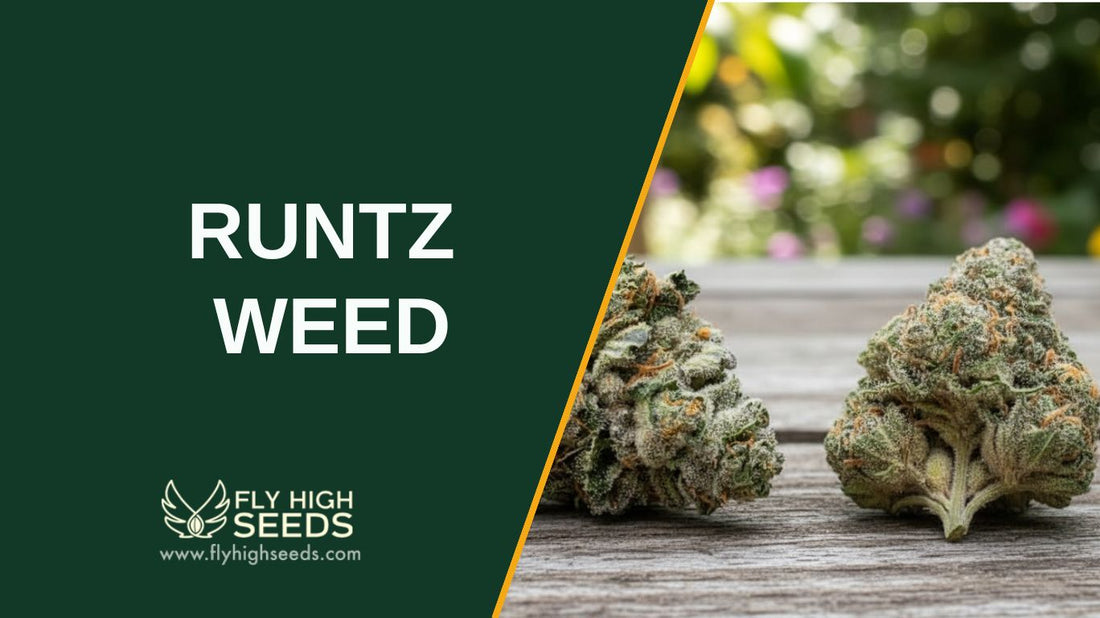 runtz weed strain featured image