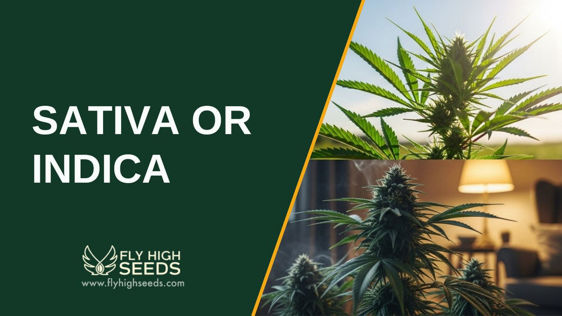 sativa or indica featured image