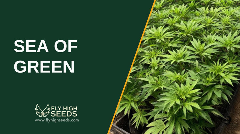 sea of green featured image