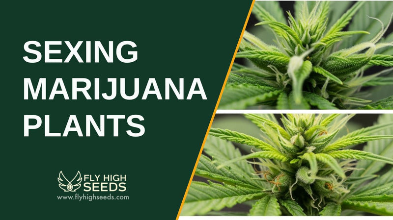 sexing marijuana plants featured image