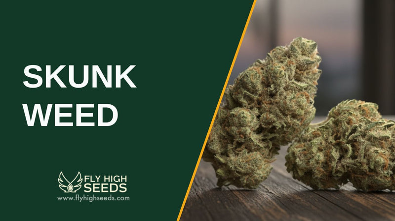 skunk weed featured image