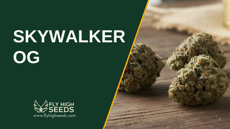 skywalker og featured image
