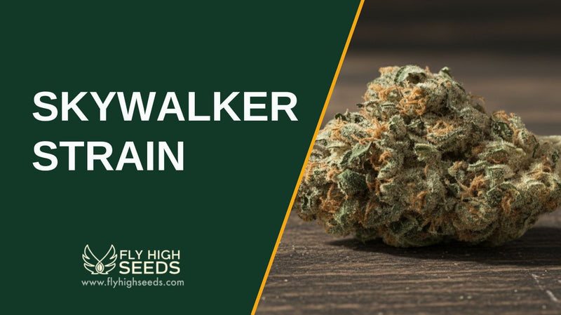 skywalker strain featured image