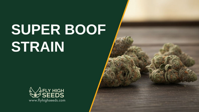 super boof strain featured image