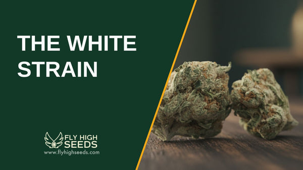 The White Strain: 5 Qualities That Make It The Best