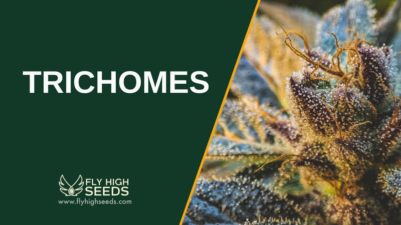 trichomes featured image