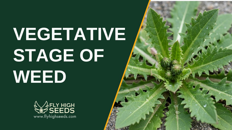 vegetative stage of weed featured image