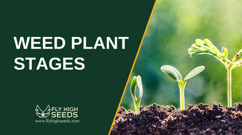 weed plant stages featured image
