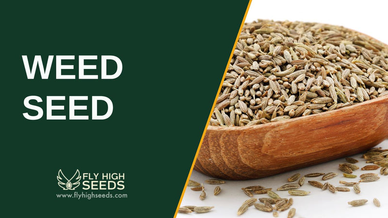 weed seed featured image