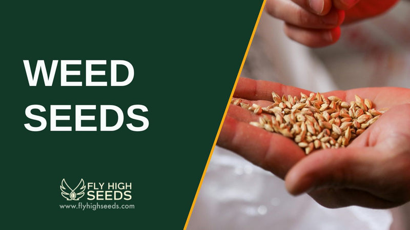 weed seeds featured image