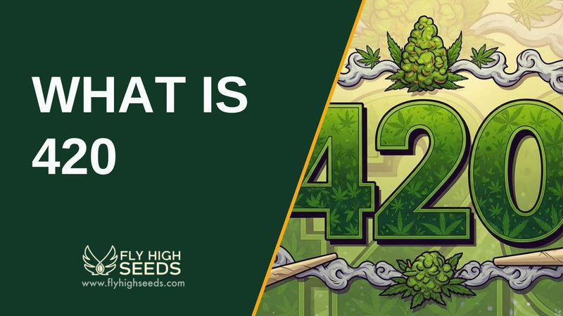 what is 420 featured image