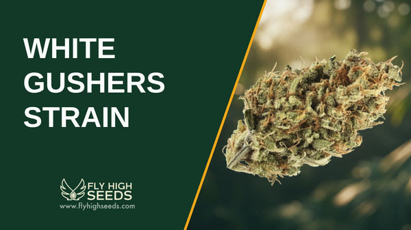 White Gushers Strain: Key Traits, Benefits, and Cultivation Tips