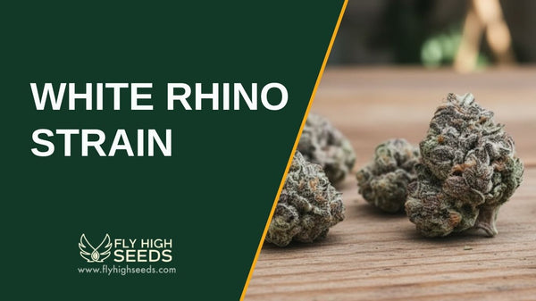 White Rhino Strain: Learn about This Strain’s Top 4 Qualities