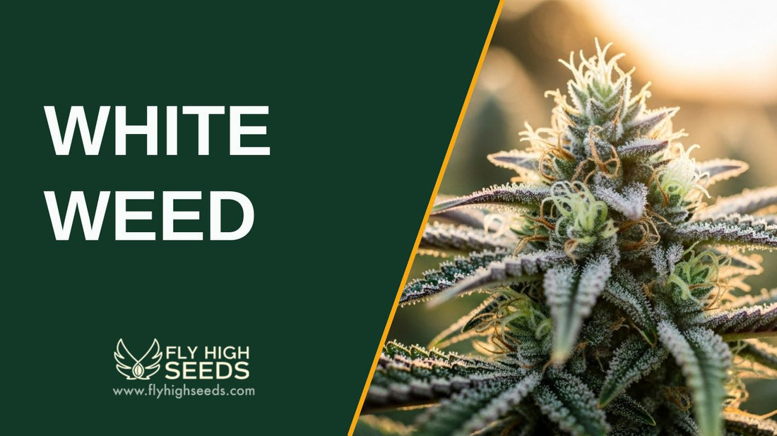 white weed featured image