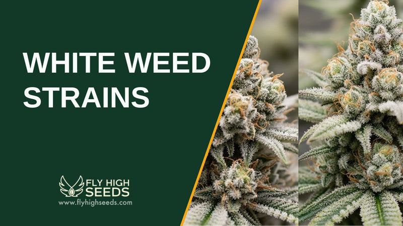 white weed strains featured image