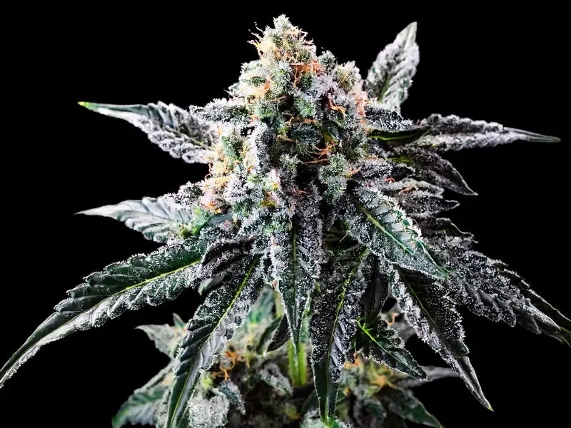 Autoflower Seeds
