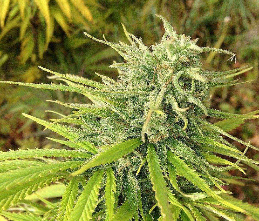Durban Poison Seeds Autoflower