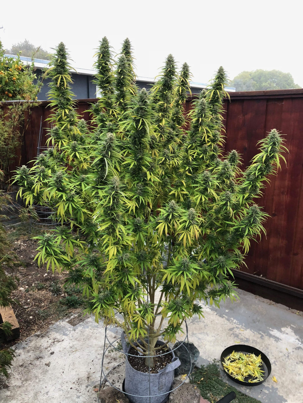Durban Poison Seeds Autoflower