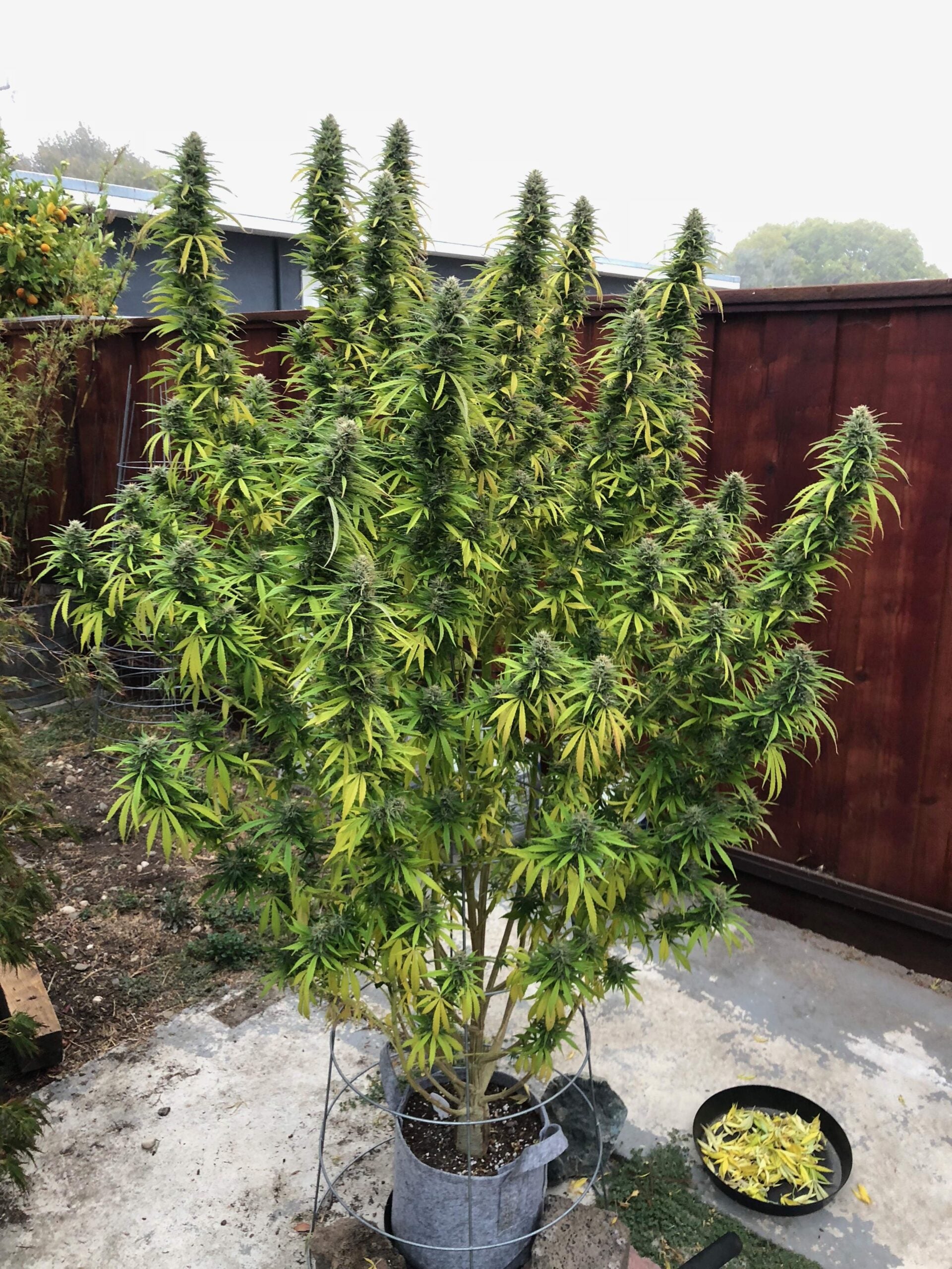 Durban Poison Seeds Autoflower