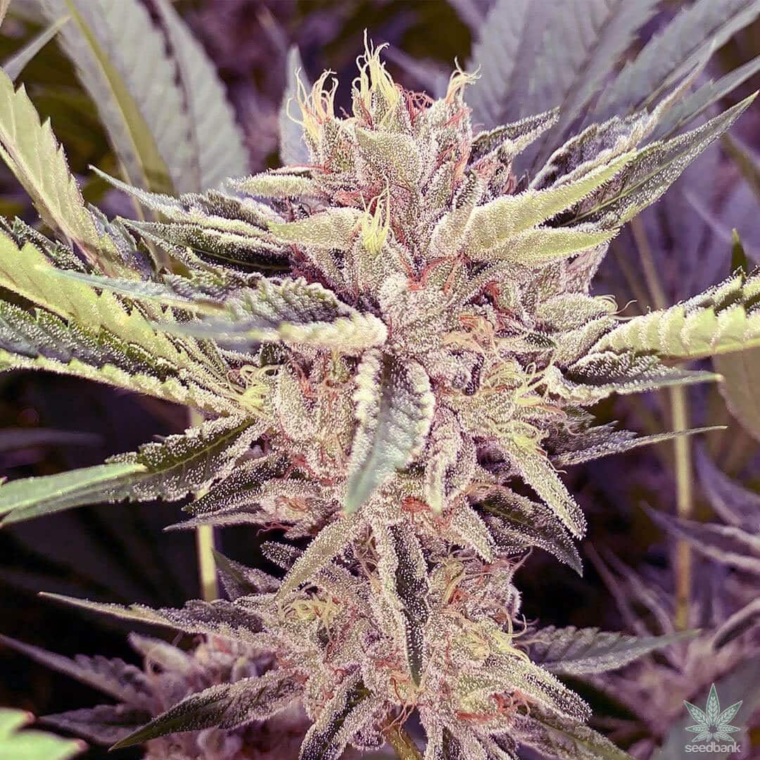 Cookies Seeds Feminized