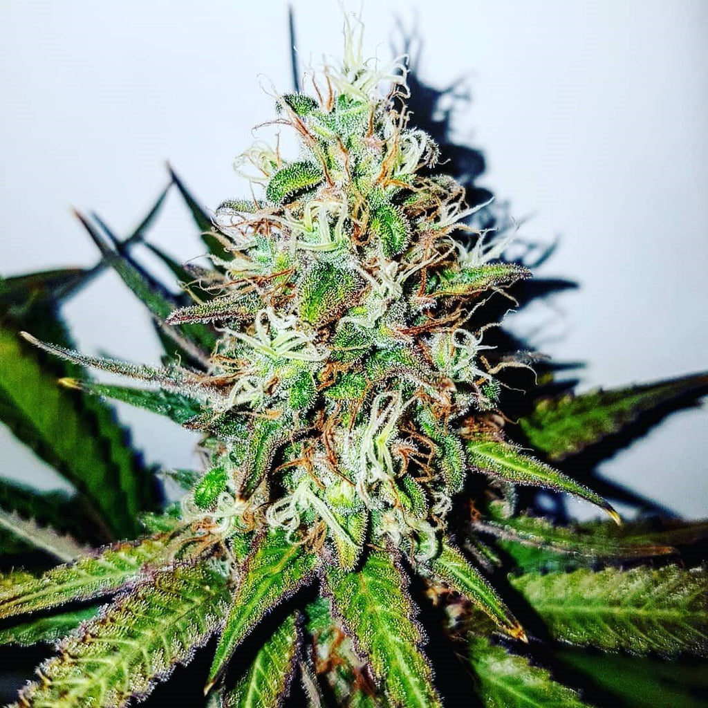 Cookies Seeds Feminized
