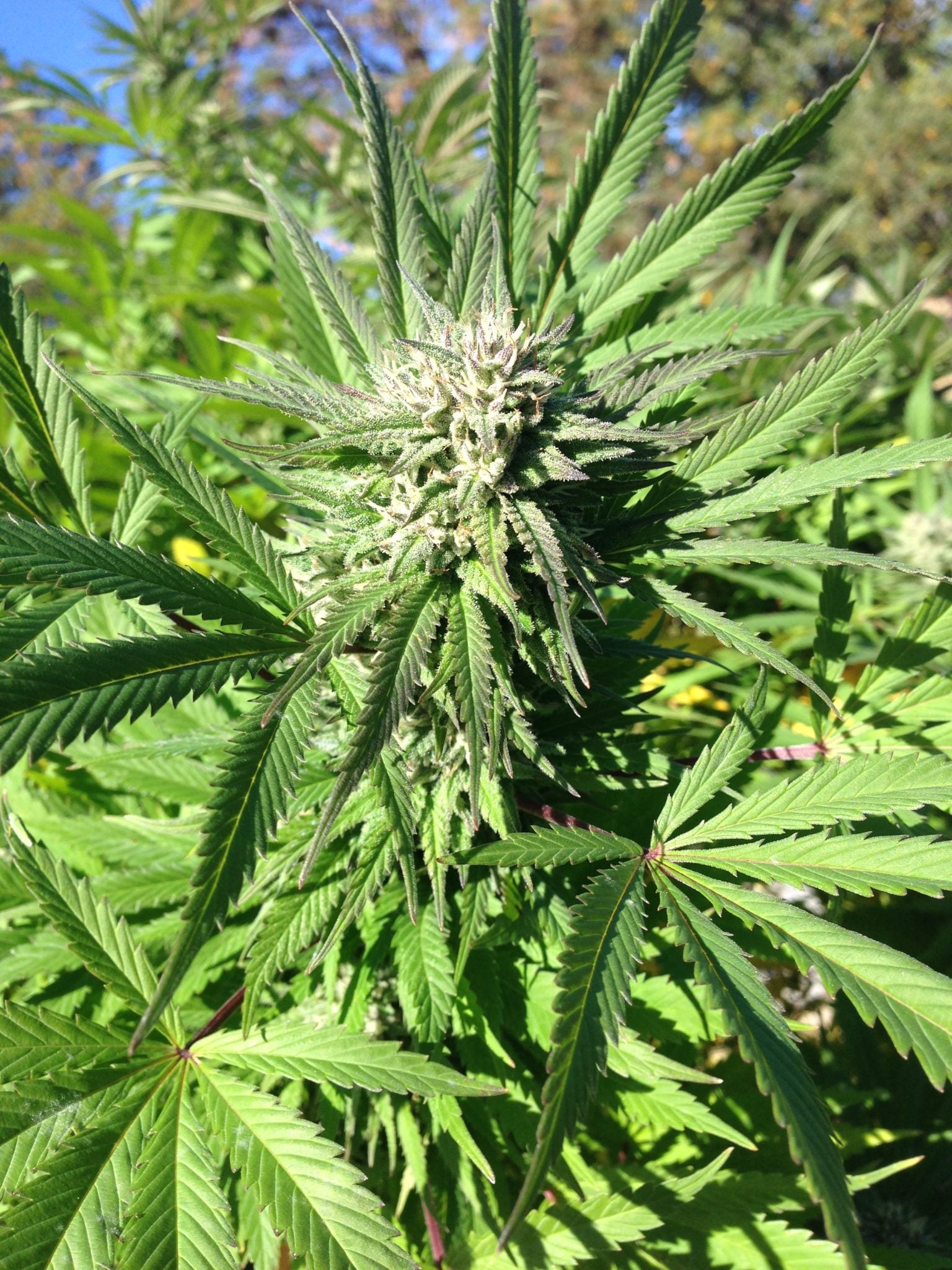 Durban Poison Seeds Autoflower - Fly High Seeds