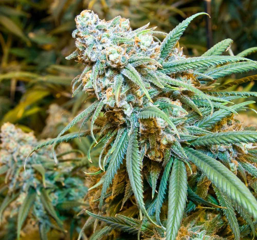 lemon kush