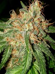 OG Kush Seeds Feminized