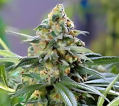 OG Kush Seeds Feminized