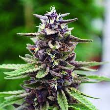 Purple Kush Seeds Autoflower