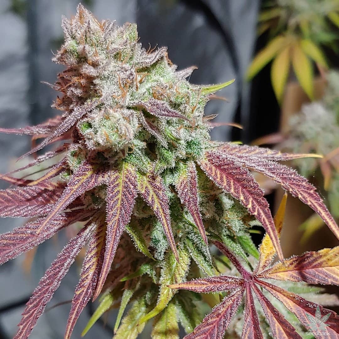 Purple Urkle Seeds Feminized