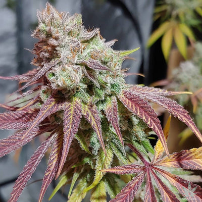 Purple Urkle Seeds Feminized