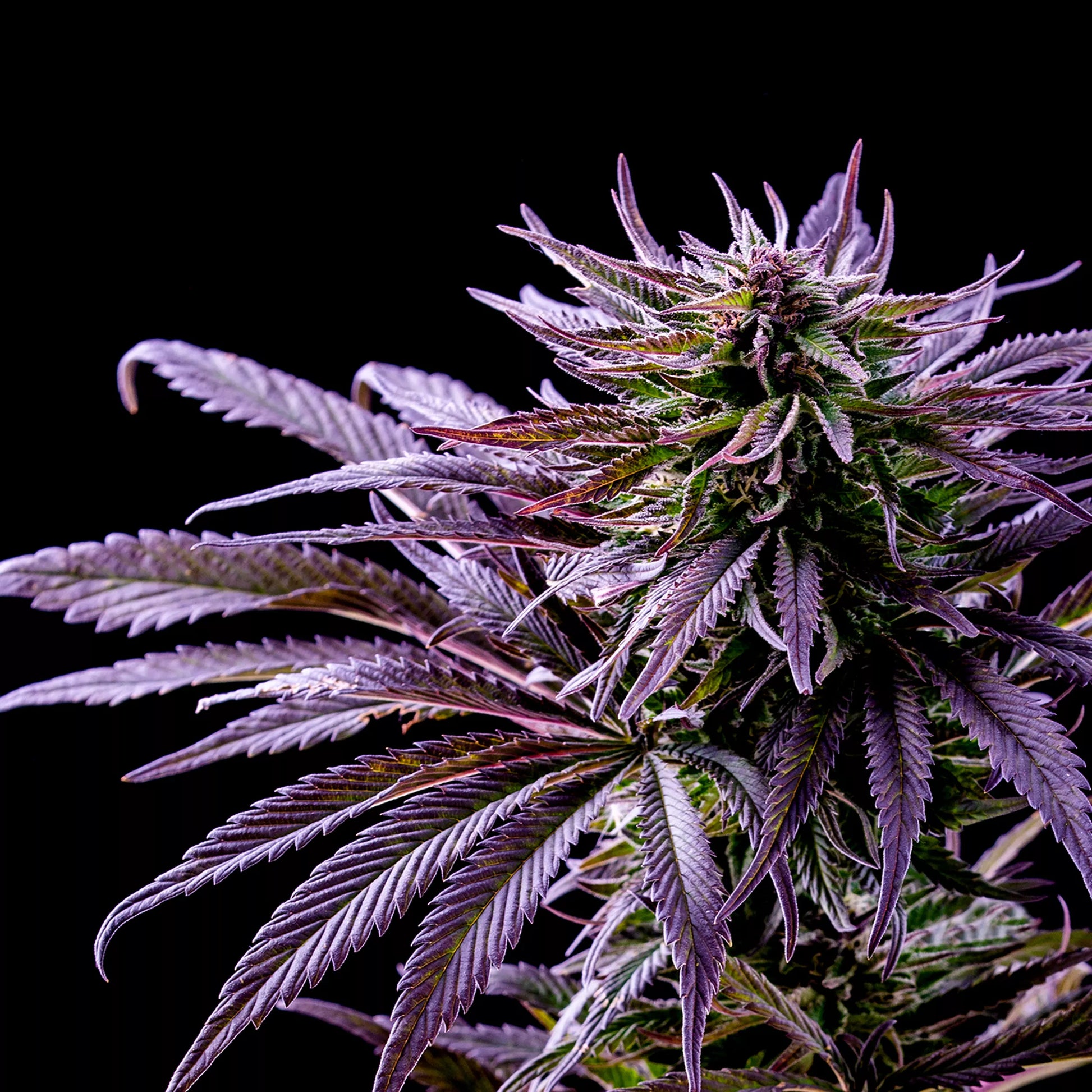 Purple Kush Seeds Autoflower