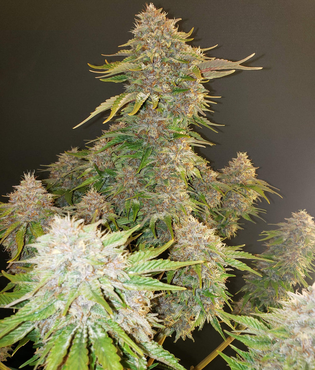Strawberry Cough Seeds Feminized