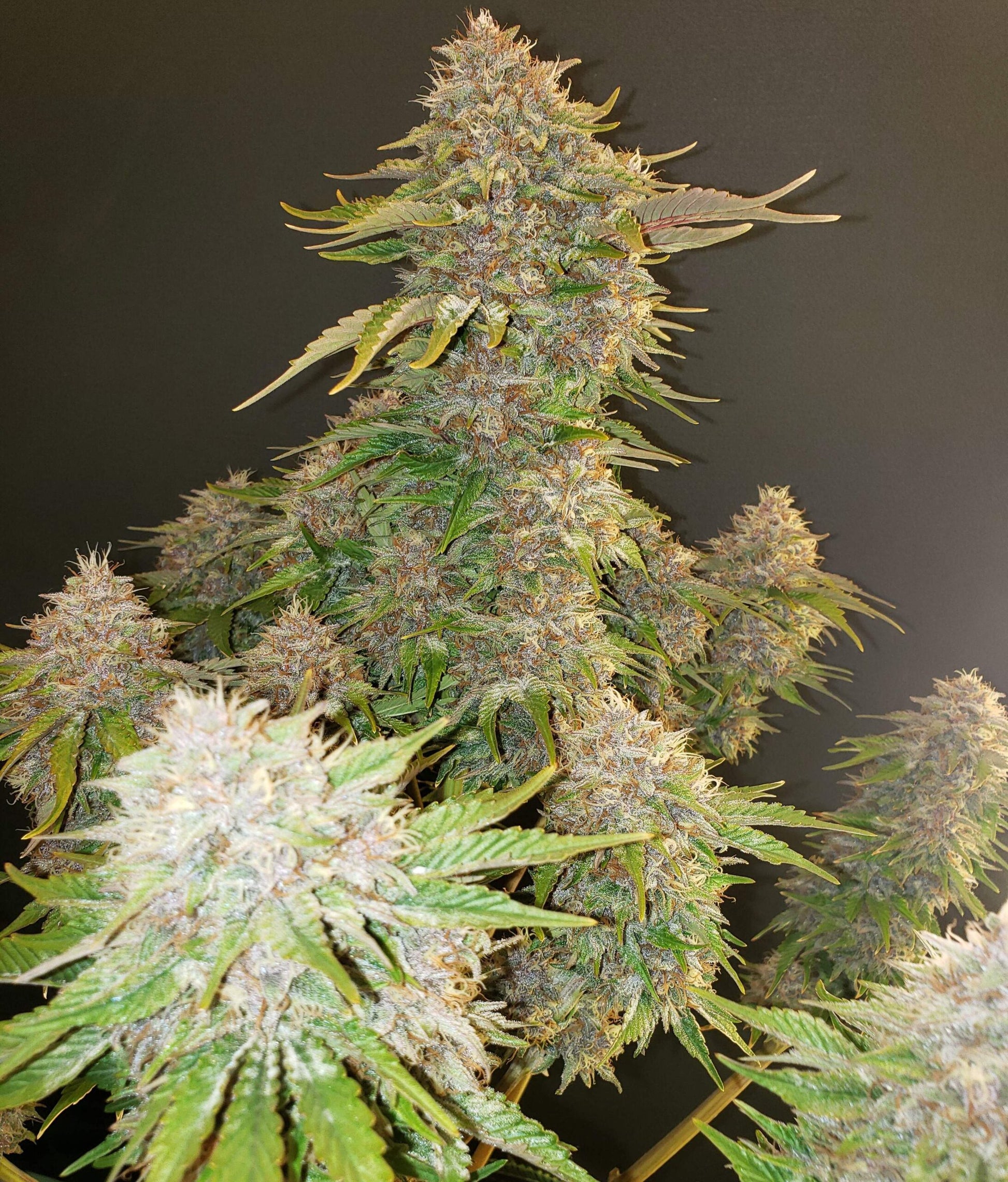Strawberry Cough Seeds Feminized
