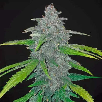 Blue Dream Feminized