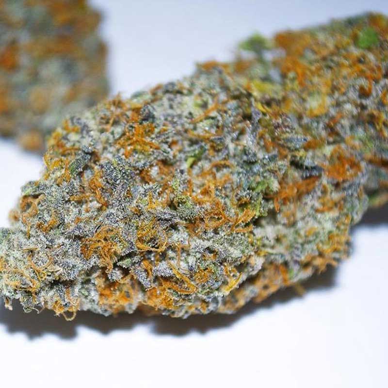 Gelato 41 Seeds Feminized