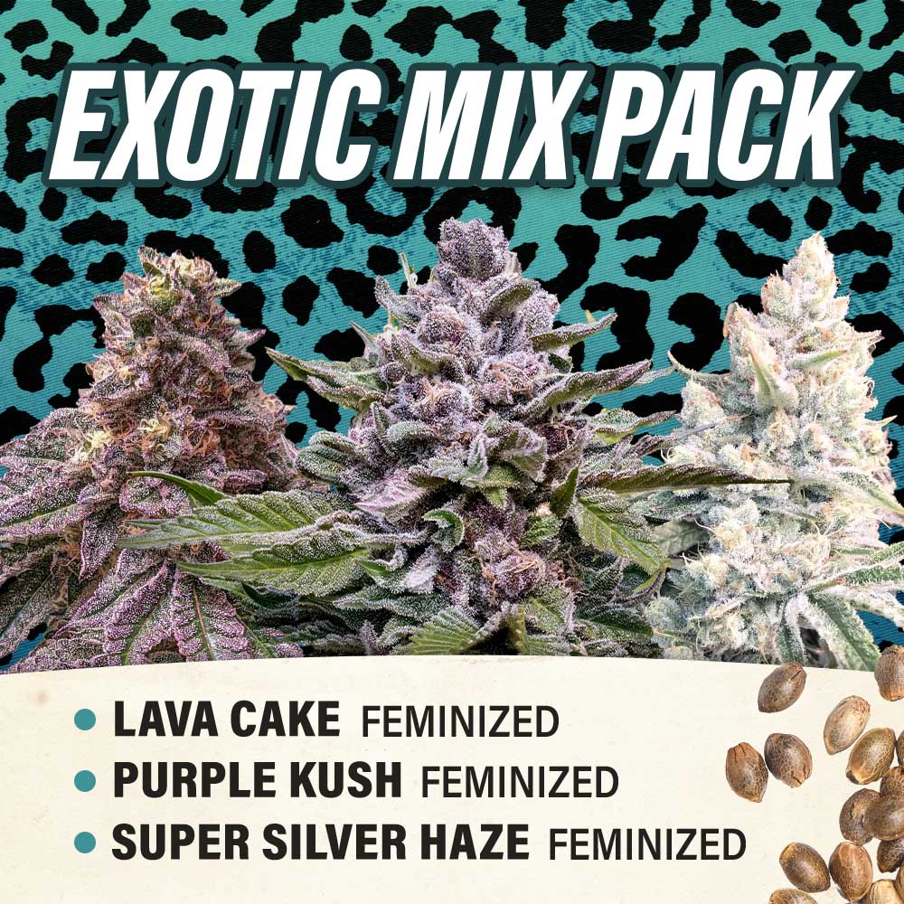 Exotic Mix Pack - Feminized