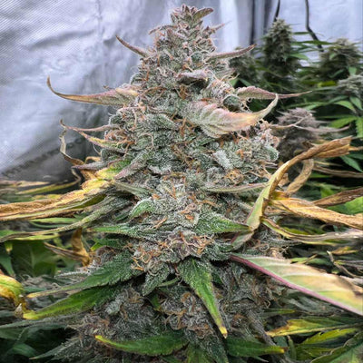 mimosa feminized seeds top cola plant