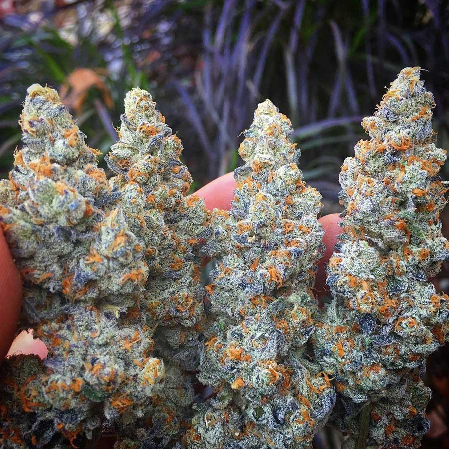 runtz nugs