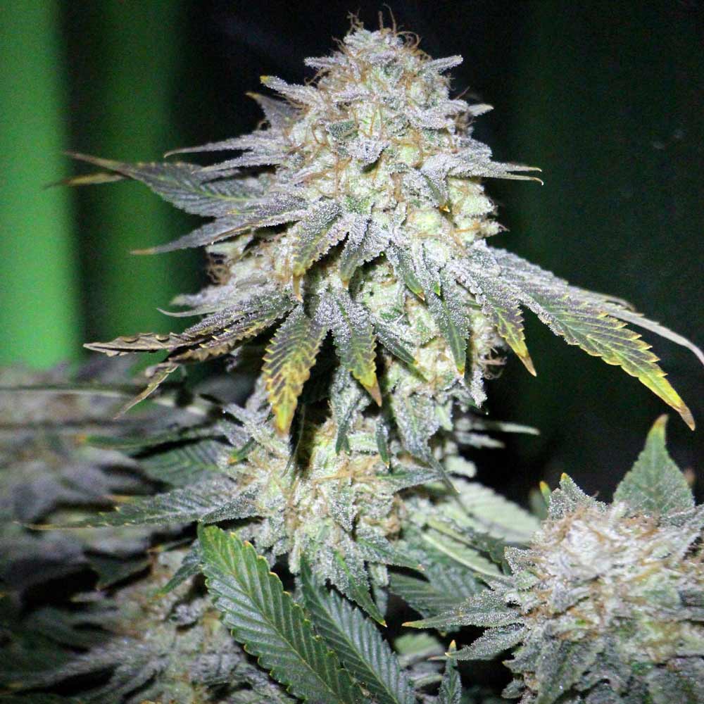 Skywalker Fly High Seeds Autoflower
