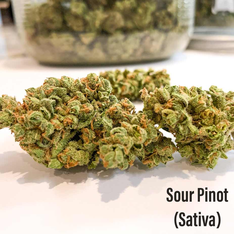 Sour Pinot Seeds Autoflower