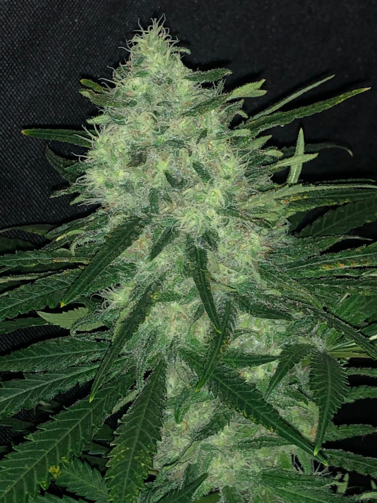 Wedding Cake Seeds Autoflower