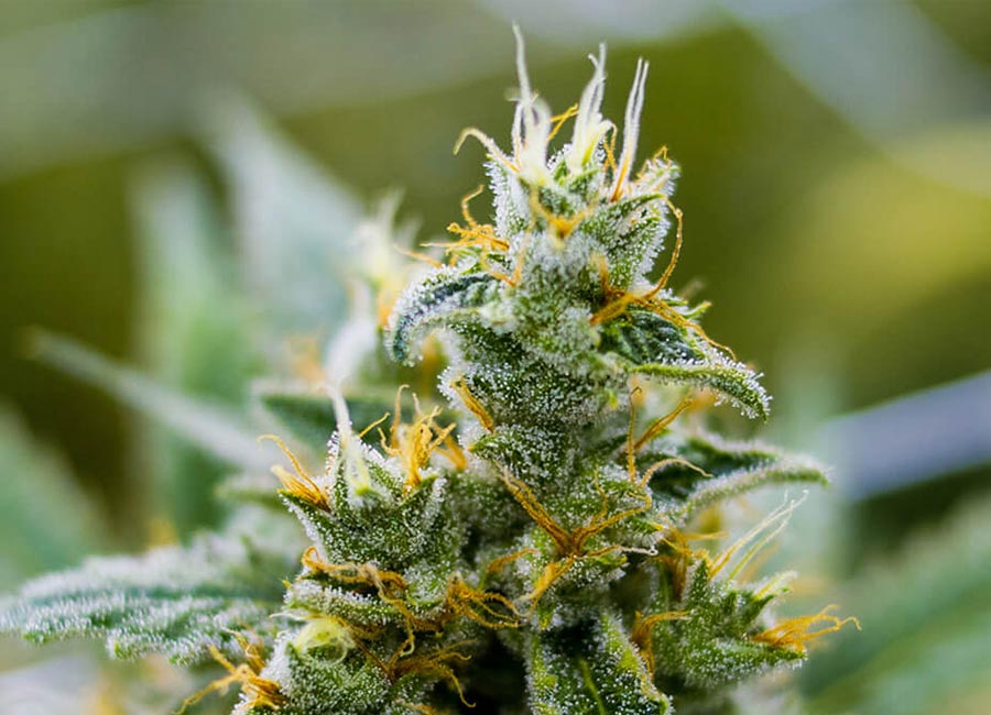 Close up image of a Banana OG bud fully matured growing in week 9. Mainly orange with some light green hairs on light green bud with frosty trichome coating.