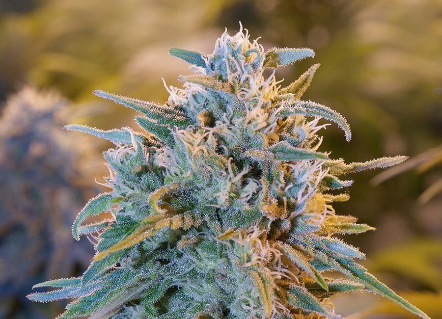 Top bud on a fully matured Blue Dream cannabis plant (grown from seed. Light green, fuzzy bud covered in a thick layer of trichomes.